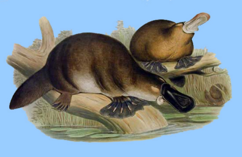 Nice Platypus