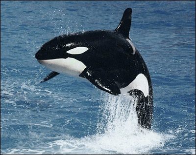 Orca Islandese